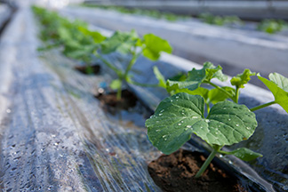 トレーニングハウス