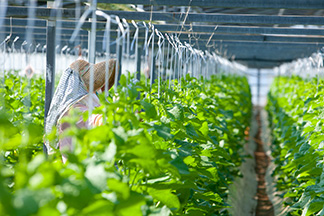 日本の農業を支える人材