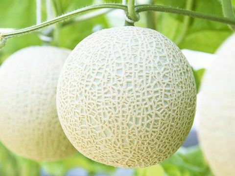 マスクメロンジュースのもと