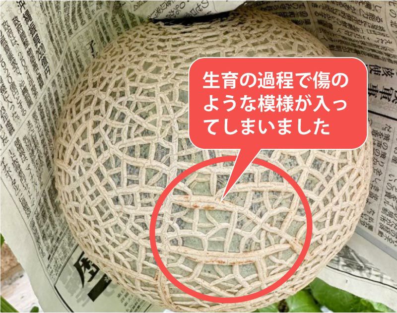 【個性派中身美人】マスクメロン1玉1.5kg以上