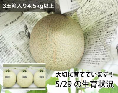 農家直送！訳ありマスクメロン5玉 熊本県産 マスクメロン 訳あり 4個入り 5キロ以上 糖度13度 農家