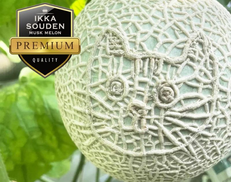 6178 メロン記念日 生写真 38枚セット 6178 メロン記念日 生写真 38枚セット