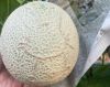 【お月見メロン】1玉箱入り
