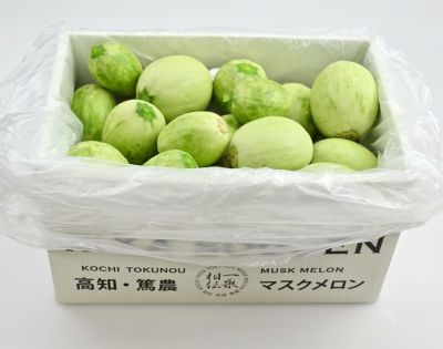 摘果メロン | 一つの果実で伝わる一果相伝