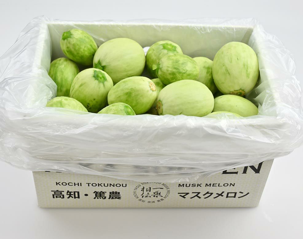 摘果メロン【つるかめろんの玉子】子メロン／4.5kg以上 | 一つの果実で