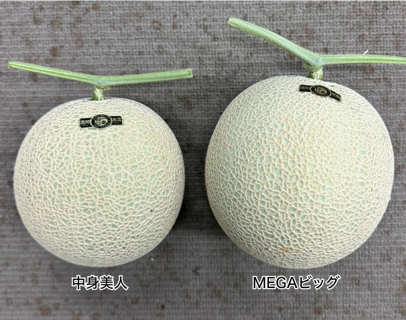 大きさ比較