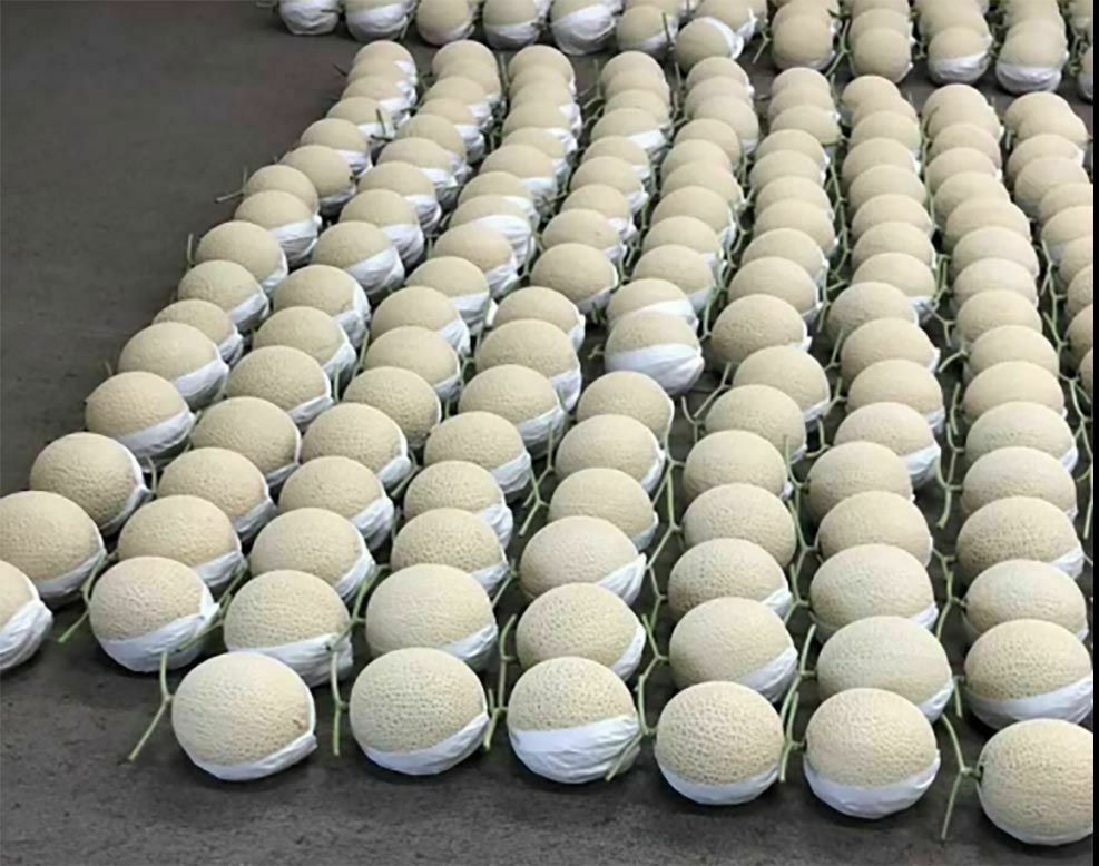 マスクメロン陳列